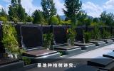 墓地栽柏樹幾棵好？墓地種柏樹講究