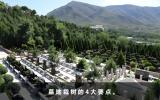 墓地栽樹有什么講究？墓地栽樹的4大要點