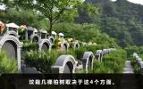 祖墳栽幾棵柏樹好？祖墳栽幾棵柏樹取決于這4個方面
