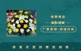 喪葬用品祭奠花籃怎么擺放？祭奠花籃的擺放指南