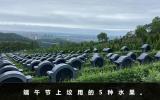端午節上墳用什么水果？端午節上墳用的5種水果