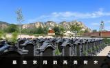 一般墓地種什么樹？墓地常用的兩類樹木